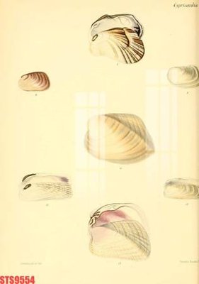 Tải file Tranh sơn dầu phương tây tổng hợp STS9554 (gốc) làm tranh treo tường