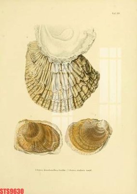 Hình ảnh file gốc in lụa Tranh sơn dầu phương tây tổng hợp STS9630