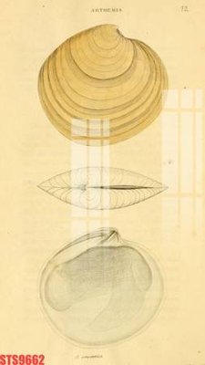 File tranh quảng cáo Tranh sơn dầu phương tây tổng hợp STS9662 (file gốc) chuyên nghiệp