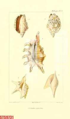 Mua file ảnh gốc Tranh sơn dầu phương tây tổng hợp STS9731 (chất lượng cao)