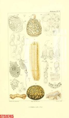 File tranh quảng cáo Tranh sơn dầu phương tây tổng hợp STS9745 (file gốc) chuyên nghiệp