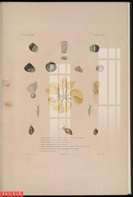 Tải file Tranh sơn dầu phương tây tổng hợp STS9753 (ảnh gốc) file AI/EPS