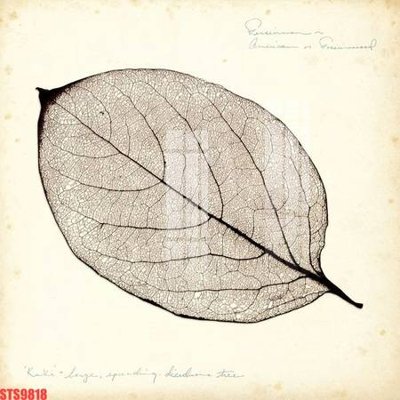 Tải file gốc Tranh sơn dầu phương tây tổng hợp STS9818 (in không vỡ ảnh)