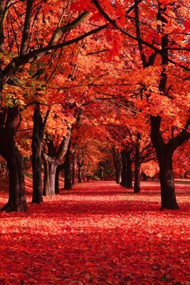 File in lụa File tranh đứng lối vào TD2599 (phong cảnh) File tranh đứng lối vào TD2599