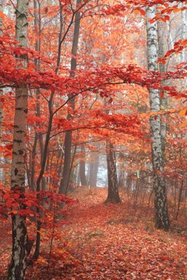 File in ấn cao cấp File tranh đứng lối vào TD2601 (file gốc)