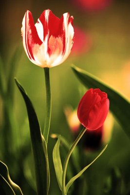 File gốc File tranh đứng lối vào TD2778 (in tráng gương) nghệ thuật