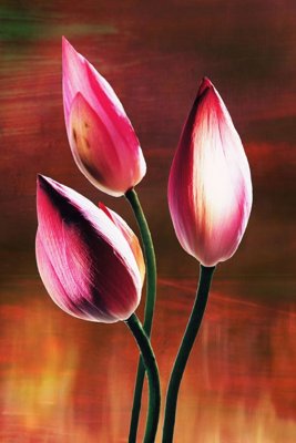 File gốc File tranh đứng lối vào TD2825 cho in ấn và thiết kế