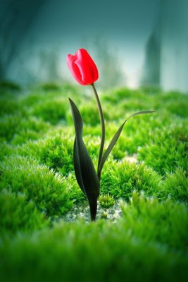 File gốc File tranh đứng lối vào TD2972 (in tráng gương) hiện đại