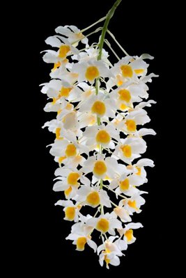 File gốc File tranh đứng lối vào TD3098 (cho in UV) siêu nét