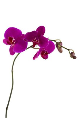 Mua file ảnh gốc File tranh đứng lối vào TD3104 (chất lượng cao)