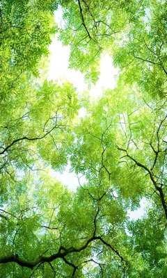 Download file File tranh đứng lối vào TD3154 (chất lượng in ấn)