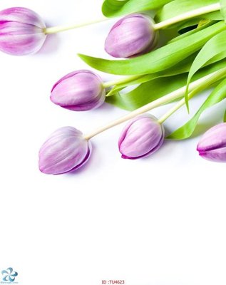 File tranh File in tủ nhựa TU4623 (bản gốc) treo quán cafe