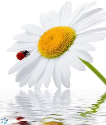 Download file gốc File in tủ nhựa TU4631 (độ nét cao)