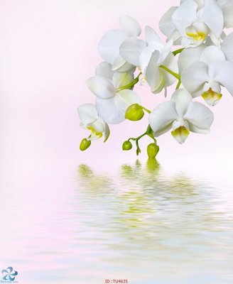 File gốc File in tủ nhựa TU4635 (in lụa) tranh mã đáo