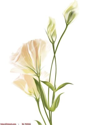 File gốc in tráng gương File in tủ nhựa TU5312 chi tiết