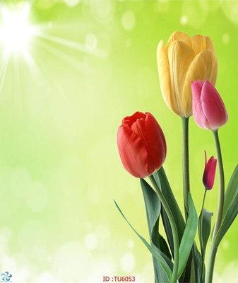 Tải về file tranh gốc File in tủ nhựa TU6053 (để in quảng cáo)