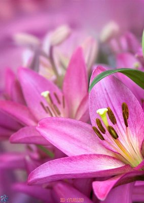 File gốc File in tủ nhựa TU6133 (in ấn) không giới hạn