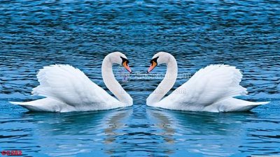 File gốc File gốc tranh chim công CC282 (in tráng gương) sang trọng