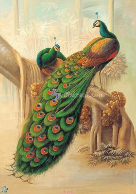 Tải file gốc File gốc tranh chim công CC30 (bản PSD) còn layer