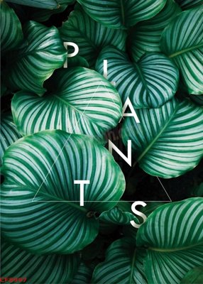 Chi tiết file tranh tráng gương File tranh dán tường cà phê nhà hàng CF8997 (ảnh gốc)