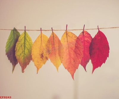 File tranh File tranh dán tường cà phê nhà hàng CF9243 (gốc) in backlit film