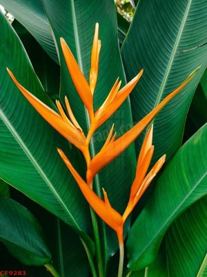 Hình ảnh file gốc File tranh dán tường cà phê nhà hàng CF9283 (chất lượng cao)