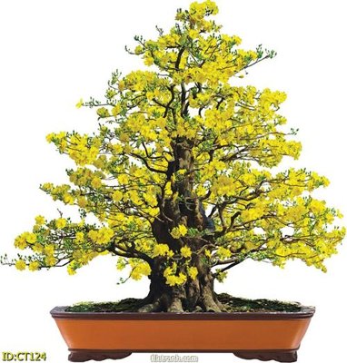 Tải file gốc File tranh cây mai CT124 (bản PSD) chỉnh sửa được