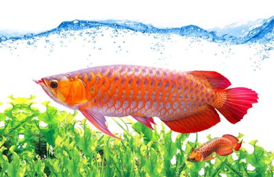 File PSD File tranh cây tiền tài lộc CT1666 (bản gốc) dễ dàng edit