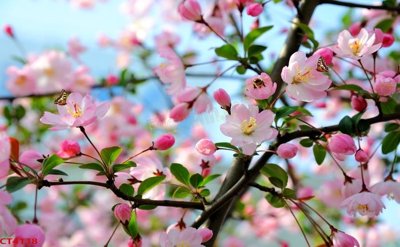 File in trần File tranh hoa đào hoa mai tài lộc CT4138 (file gốc) xuyên sáng