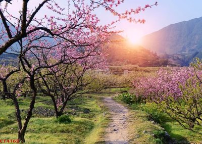 Tải file File tranh hoa đào hoa mai tài lộc CT4162 (PSD) cho in tranh 3D