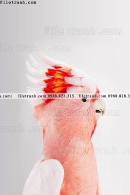 File tranh Chuoi tham my bac au 128 (gốc) chủ đề tĩnh vật