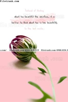 File tranh gốc Chuoi tham my bac au 167 (bản quyền) độc đáo