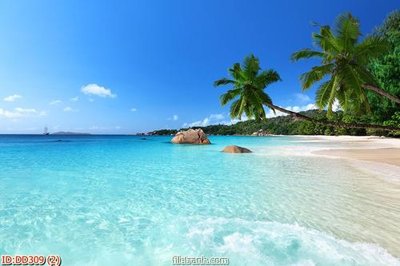 File tranh File gốc đại đương biển DD309 (ảnh gốc) sắc nét hoàn hảo