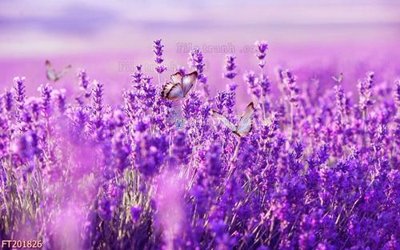 Tải file gốc File in tranh tường 3D FT201826 (in khổ lớn) không vỡ