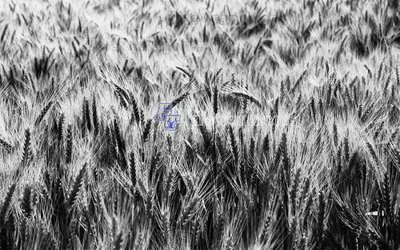 File tranh gốc File in tranh tường hiện đại FT23417 (bản quyền) Filetranh.com