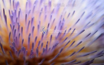 Tải file gốc File in tranh tường hiện đại FT23501 (in tráng gương) siêu đẹpFile tranh gốc File in tranh tường hiện đại FT23501 chất lượng cao