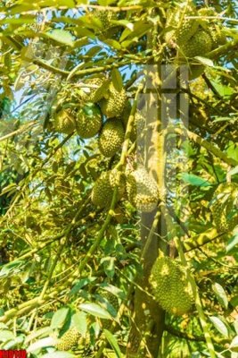 File tranh gốc PSD File tranh gốc in tranh tường nền tổng hợp H10110 còn nguyên layer