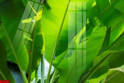 Tải file gốc File tranh gốc in tranh tường nền tổng hợp H10442 (in tráng gương) 5DFile gốc File tranh gốc in tranh tường nền tổng hợp H10442 (in ấn) phiên bản premium