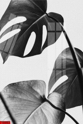 File in mica File tranh gốc in tranh tường nền tổng hợp H10553 (bản gốc) làm vách ngăn