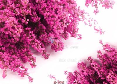 File tranh file tranh hoa H107 (gốc) chủ đề động vật