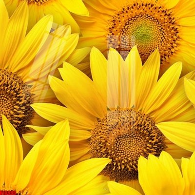 File gốc File tranh gốc in tranh tường nền tổng hợp H10990 (dành cho trang trí nội thất)