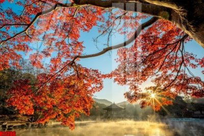 File in trần File tranh gốc in tranh tường nền tổng hợp H11286 (bản gốc 3D) sống động