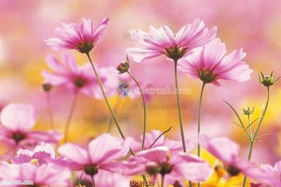 File in ấn file tranh hoa H120 (bản gốc) từ file gốc