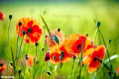 File gốc file tranh hoa H121 (phong cách) cổ điển