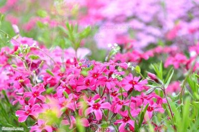 File in trần file tranh hoa H123 (bản gốc) mây trời