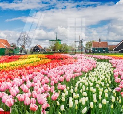 Download file File tranh gốc in tranh tường nền tổng hợp H12642 (gốc) in mica ốp bếp