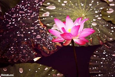 File gốc file tranh hoa H137 (AI/EPS) cho in ấn