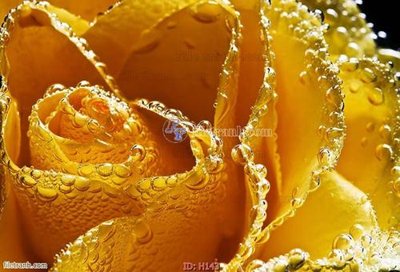 Download file file tranh hoa H143 (gốc) in mica bàn thờ