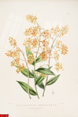 File tranh File tranh gốc in tranh tường nền tổng hợp H14317 (ảnh gốc) sắc nét hoàn hảo