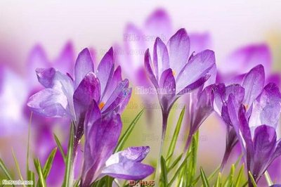 File tranh file tranh hoa H145 (bản gốc) treo tường